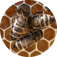 Bild: Honigmacherei Bienen auf einer Honigwabe