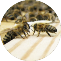 Bild: Honigmacherei Bienen begegnen sich auf einem Rähmchen 